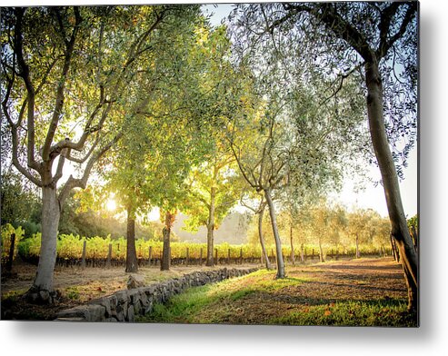 Meadowood Metal Print featuring the photograph Meadwood Olive Trees by Aileen Savage