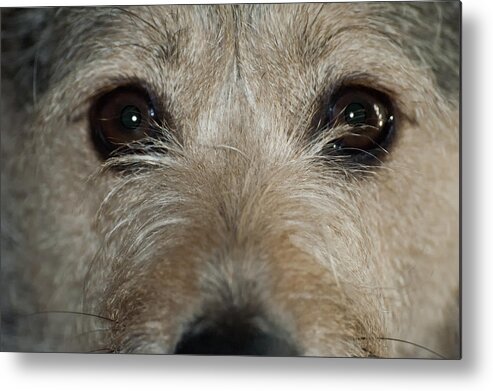 Dogs Metal Print featuring the photograph Meet Mikey by Ross Powell