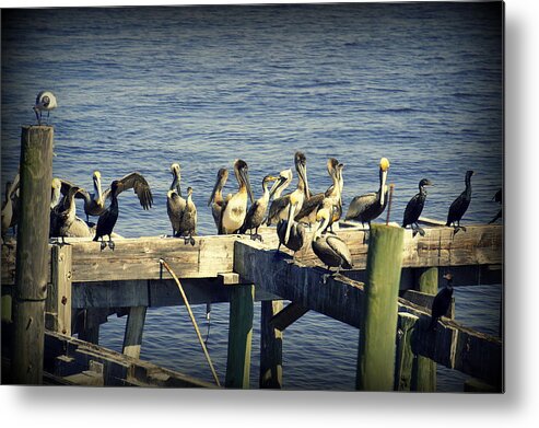 Pelicans Metal Print featuring the photograph Meeting of the Minds by Laurie Perry