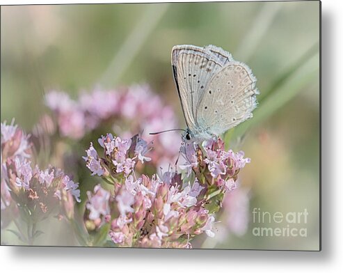 Animal Metal Print featuring the photograph Meleagers blue butterfly by Jivko Nakev