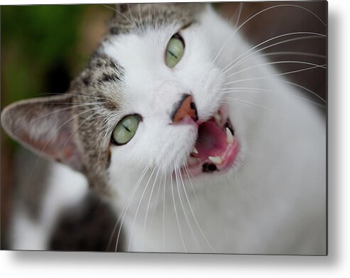 Cat Metal Print featuring the photograph Meow by Jane Melgaard