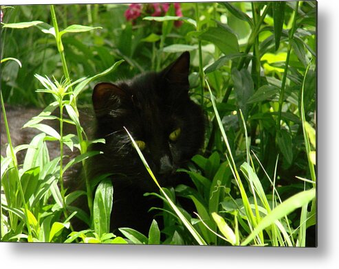 Cats Metal Print featuring the photograph Meow by Mary Halpin