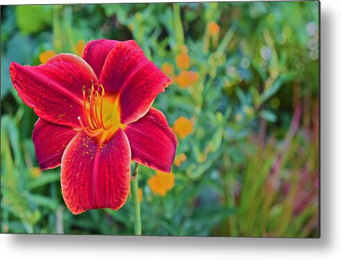 Daylily Metal Print featuring the photograph Mid August Garden Blazing Daylily 1 by Janis Senungetuk