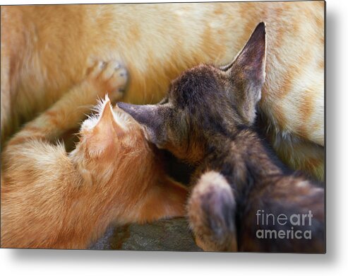 Cat Metal Print featuring the photograph Milk by Dean Harte