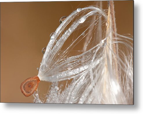 Milkweed Metal Print featuring the photograph Milkweed by Andreas Freund