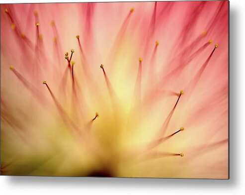 Mimosa Metal Print featuring the photograph Mimosa 4 by Mike Eingle
