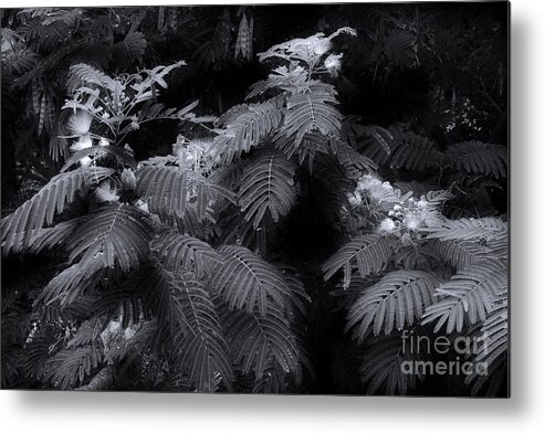 Mimosa Metal Print featuring the photograph Mimosa Black And White by Mike Eingle