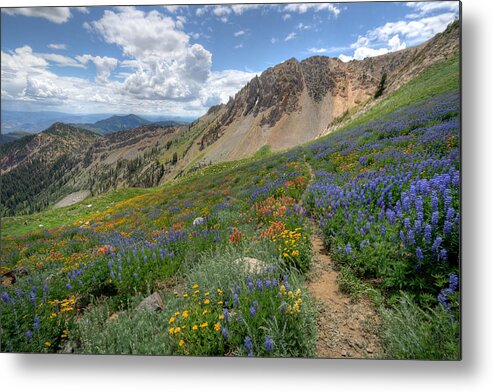 Wildflower Metal Print featuring the photograph Mineral Basin Wildflowers by Brett Pelletier
