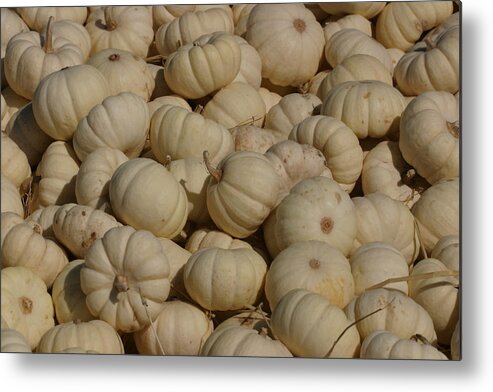 White Metal Print featuring the photograph Mini White Pumpkins by Jeff Floyd CA