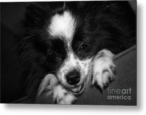 Papillion Metal Print featuring the photograph Miss Gypsy by Kelly Holm