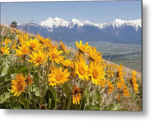 Balsam Metal Print featuring the photograph Mission Mountain Balsam Blooms by Jack Bell