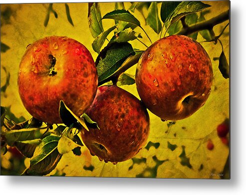 Apple Metal Print featuring the photograph Mister's Apples by Anna Louise