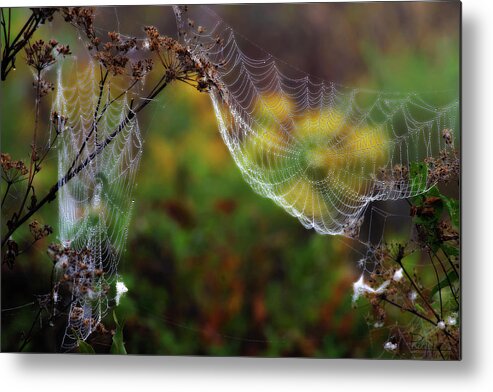 Mist Fog Spiderweb Dew Autumn Fall Goldenrod Landscape Scenic Horizontal Morning Sunrise Dewdrops Metal Print featuring the photograph Misty Morning by Peter Herman