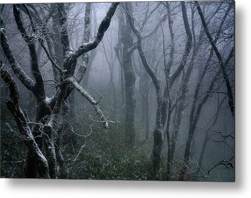 Wildlife Metal Print featuring the photograph Misty by Sho Shibata