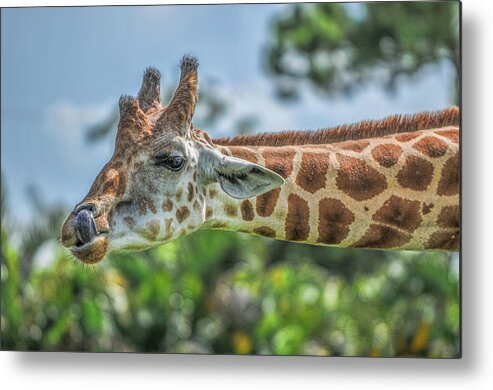 Animals Fauna Metal Print featuring the photograph Mmmm by LOsorio Photography