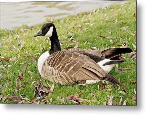 Goose Metal Print featuring the photograph Modest Beauty by Elena Perelman