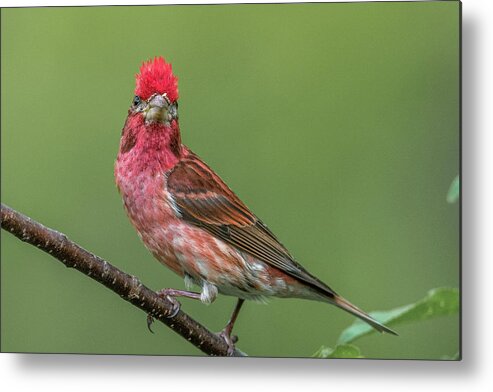 Purple Metal Print featuring the photograph Mohawk Finch by Paul Freidlund