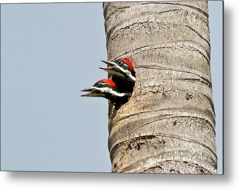 Pileated Woodpecker Metal Print featuring the photograph Mommy we are hungry by Rodney Cammauf