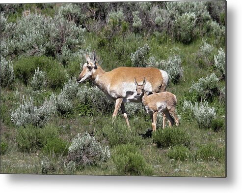 Pronghorn Metal Print featuring the photograph Mom's little one by Ronnie And Frances Howard