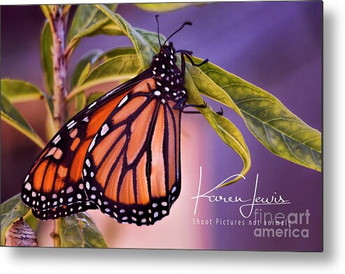 Butterfly Metal Print featuring the photograph Monarch Beauty by Karen Lewis