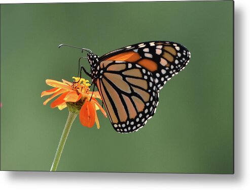 Monarch Metal Print featuring the photograph Monarch by Ben Foster