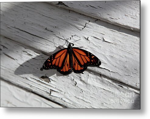 Monarch Butterfly Metal Print featuring the photograph Monarch Butterfly by Dean Triolo