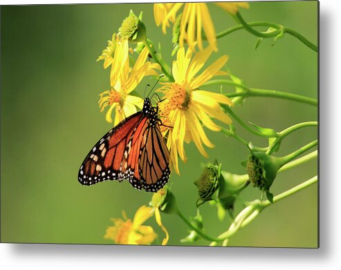  Butterfly Metal Print featuring the photograph Monarch Butterfly by Gary Hall