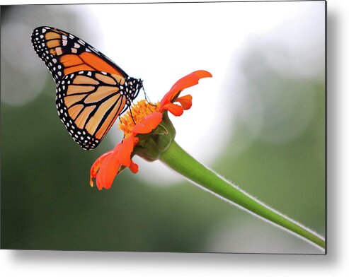 Butterfly Metal Print featuring the photograph Monarch Landing by Mary Anne Delgado