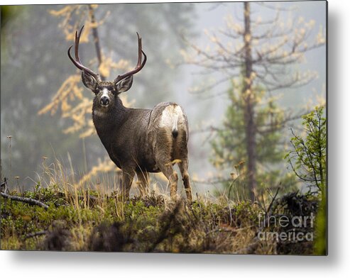 Mule Deer Metal Print featuring the photograph Monarch of the Mountain by Douglas Kikendall