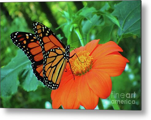 Monarch Metal Print featuring the photograph Monarch on Mexican Sunflower by Nicole Angell