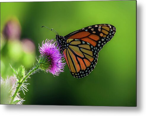 Monarch Butterfly Purple Thistle Flower Green Spring Horizontal Landscape Scenic Metal Print featuring the photograph Monarch on purple Canada Thistle by Peter Herman