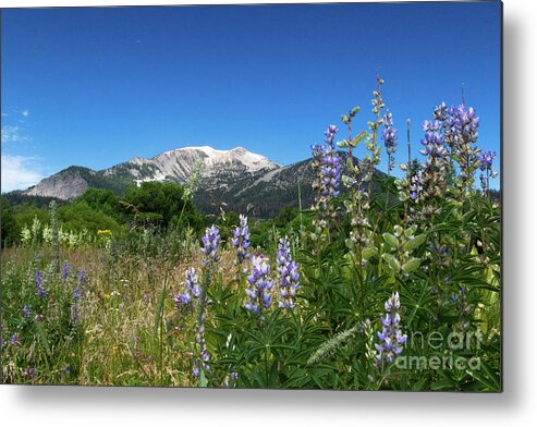 Flowers Metal Print featuring the photograph Mammoth Meadow  by Brandon Bonafede