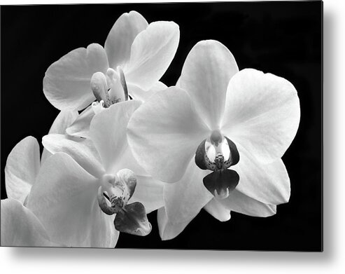 Orchid Metal Print featuring the photograph Monochrome Orchid by Terence Davis