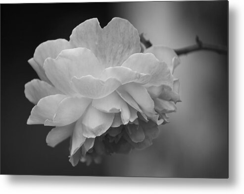 Wild Rose Metal Print featuring the photograph Monochrome Rose by Cheryl Day