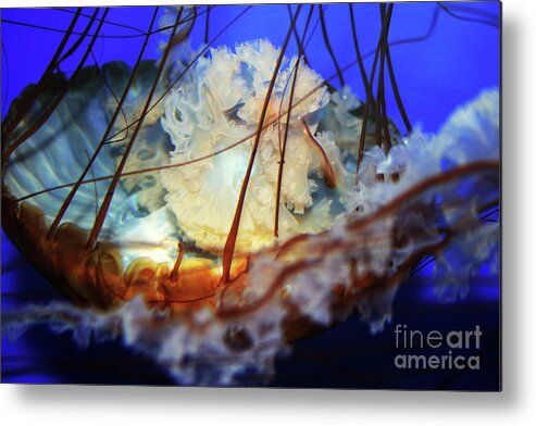  Metal Print featuring the photograph Monterey Jellyfish by Eileen Gayle