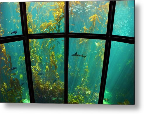 Brian Knott Metal Print featuring the photograph Monterey Kelp Forest by Brian Knott Photography
