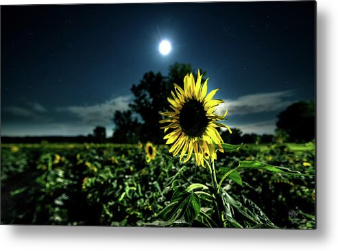 Sunflower Metal Print featuring the photograph Moonlighting Sunflower by Everet Regal