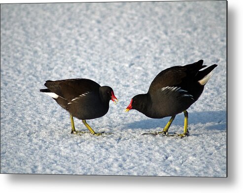 Burton On Trent Metal Print featuring the photograph Moorhens on the Ice and Snow by Rod Johnson