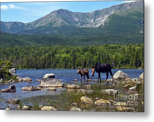 Maine Metal Print featuring the photograph Moose Baxter State Park Maine 2 by Glenn Gordon