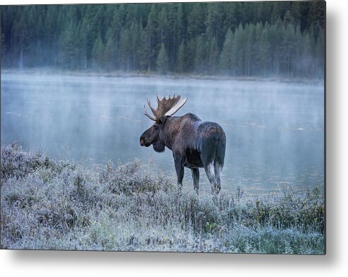 Moose Metal Print featuring the photograph Moose in the Morning by Deborah Penland