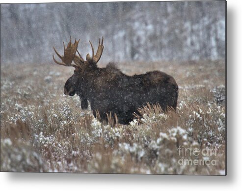 Moose Metal Print featuring the photograph Moose In The Snowy Brush by Adam Jewell