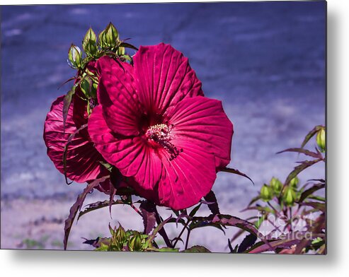 Flower Metal Print featuring the photograph More to Come Floral by Roberta Byram