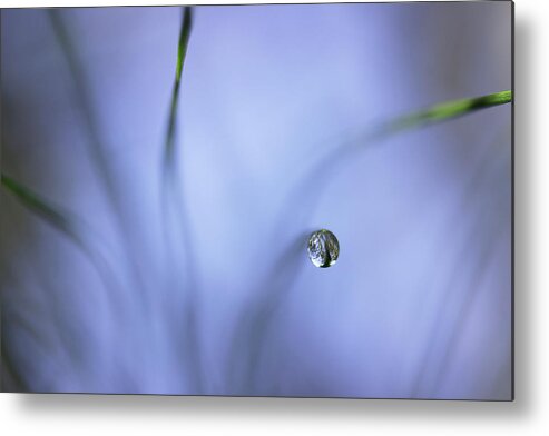 Pine Needles Metal Print featuring the photograph Morning Among The Pine by Mike Eingle