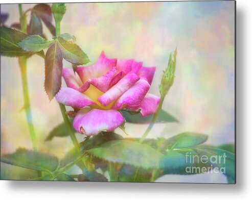 Rose Metal Print featuring the photograph Morning Delight by Joan Bertucci