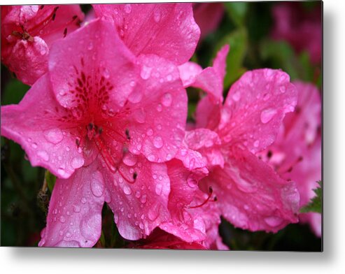 Azaleas Metal Print featuring the photograph Morning Dew by Mary Gaines