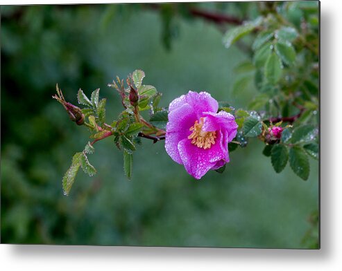 Rose; Floral; Blossoms; Bloom; Roses; Pink Rose; Pink Flowers; Flower; Morning Dew; Water Drops; Moisture; Metal Print featuring the photograph Morning Dew on Pink Rose by E Faithe Lester