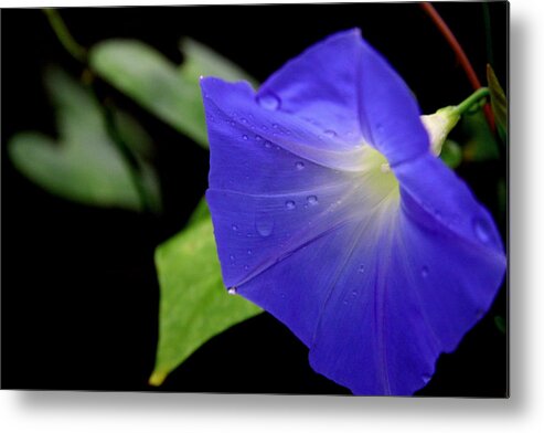 Blue Morning Glory Metal Print featuring the photograph Morning Glories 2 by Jonathan Harper
