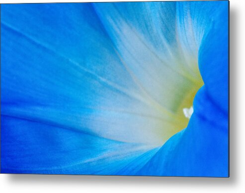 Blue Yellow Flower Fauna Macro Metal Print featuring the photograph Morning Glory by Carolyn D'Alessandro