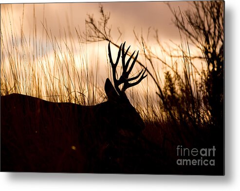 Mule Deer Metal Print featuring the photograph Morning Glow by Douglas Kikendall