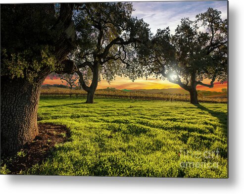 Napa Metal Print featuring the photograph Morning in Wine Country by Jon Neidert